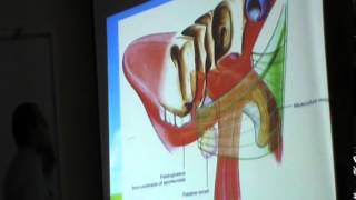 31)Dr.sherif zaky 2/12/2014 [soft palate - larynx ]