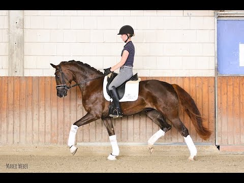 Stute von For Romance