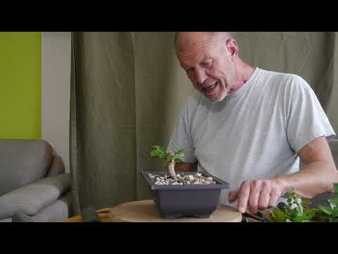 Zufallprodukt Shohin Start einer neuen Serie