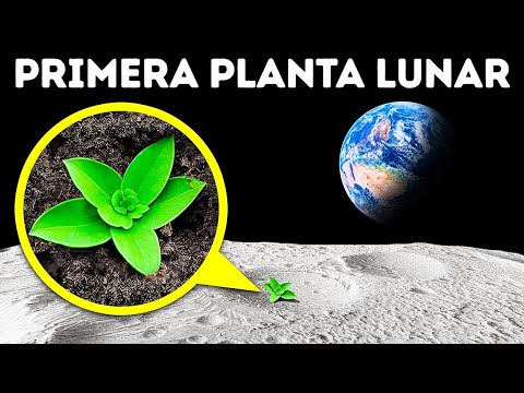 , title : 'Los científicos cultivan plantas en suelo lunar + Datos asombrosos de plantas que no sabías'