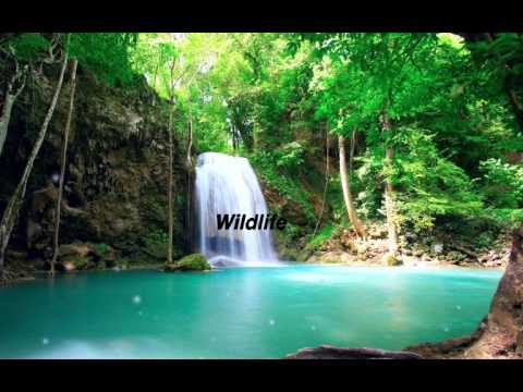 Wylo - Wildlife (Original Mix)