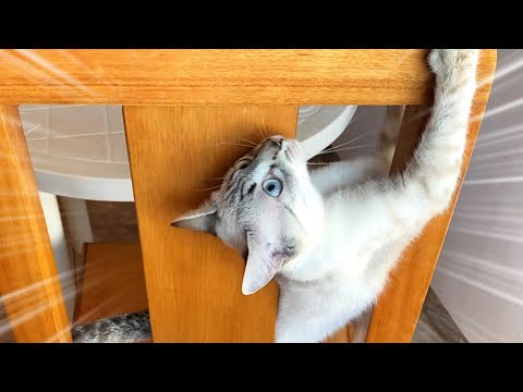 Cute kitten who suddenly clung to the chair one day#164