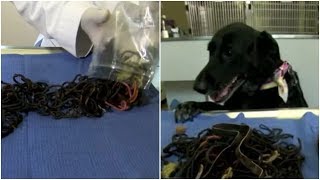Why the black Labrador lost her appetite and what the huge thing in her stomach was