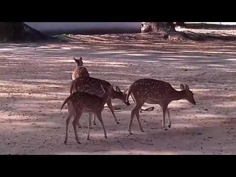 Game     neee 😅😅😅😅😅Kollo    neee