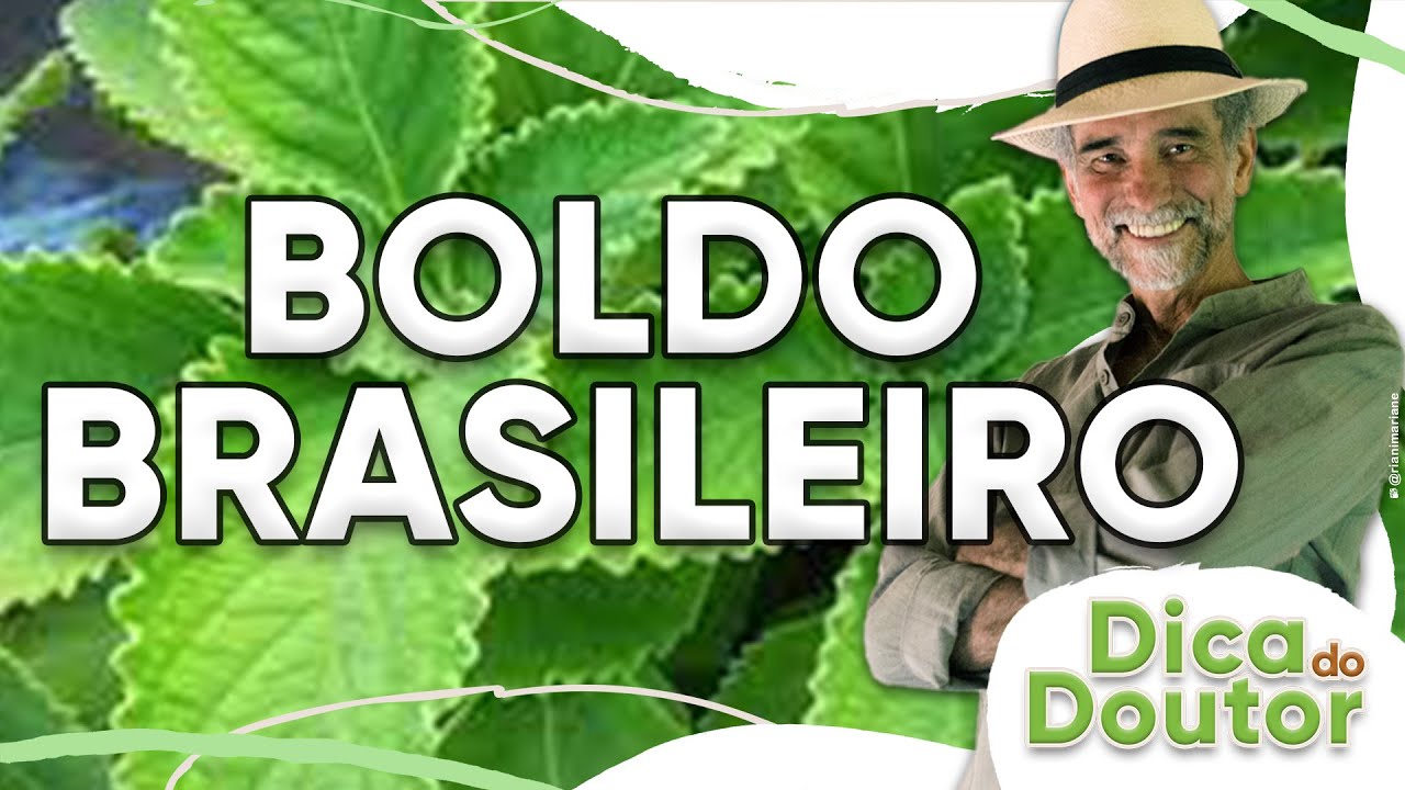 Dica do Doutor #135 - Boldo brasileiro