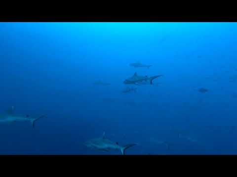 Sharks Maldives 2020 Suvadiva + Fhuvumula
