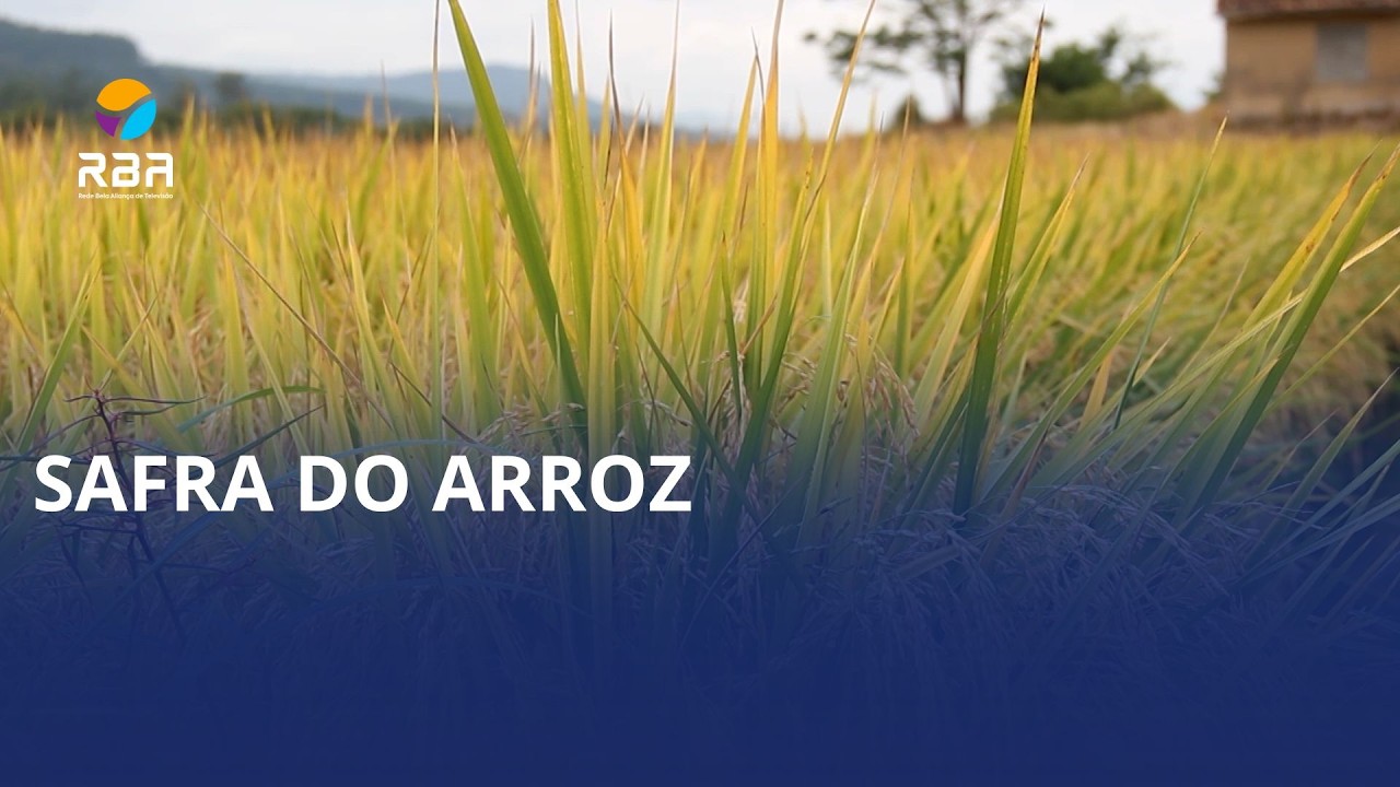 Depois da queda, arroz começa a reagir