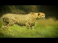 Wildlife Photography My Best Nature Photos
