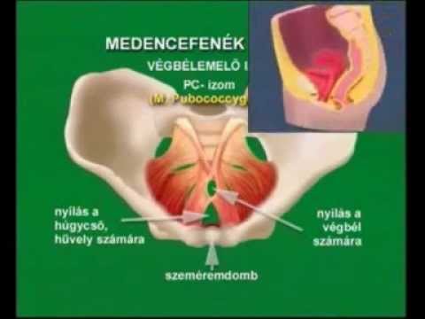 belefáradt a visszérbe