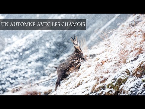 Un automne avec les chamois [Documentaire Animalier]