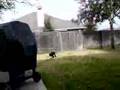 Sammy Plays Fetch