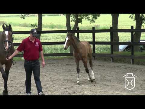 HEI142 Hengstfohlen von Colman   Carentan   Quidams Rubin