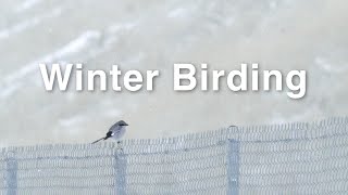 Filming Birds in the Wintery Snow