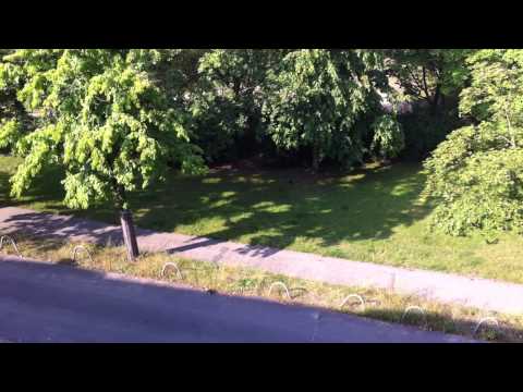 IMG 7469-maybe Druden / a Drude