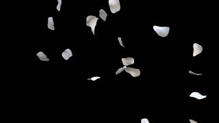 White petals falling black screen Free download rose overlay
