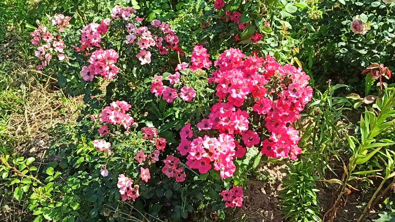 Роза Штад Ром (Stadt rom) Тантау