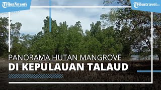 Nikmati Panorama Hutan Mangrove Kabupaten Kepulauan Talaud, Destinasi Wisata Alam di Perbatasan NKRI