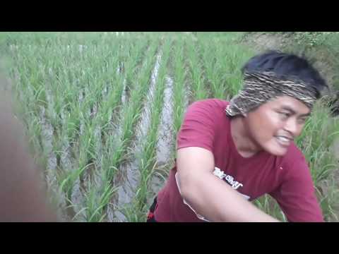 vlogucuyngurekbeluttarikan-belut-moster-zonk