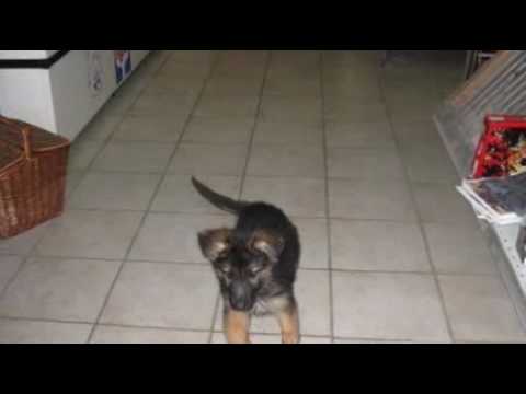 Fokker rashonden + plaatsing paardenboxen -De Smet