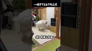 一瞬ダマされてキレちゃう愛犬　#greatpyrenees #癒し #大型犬のいる生活 #大型犬 #大型犬と暮らす #グレートピレニーズ #愛犬 #犬のいる生活 #可愛い