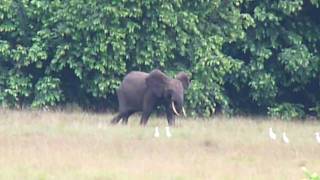 preview picture of video 'Elephant on Iboga in Gabon - Last Eden'