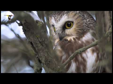 download lagu mp3 mp4 Nocturnal Birds Of Prey, download lagu Nocturnal Birds Of Prey gratis, unduh video klip Nocturnal Birds Of Prey