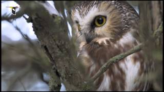 Download lagu Burung Nokturnal mp3