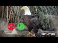 Eagle Voice Message Ringtone