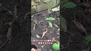 庭に畑を作ってみた【その46】#shorts