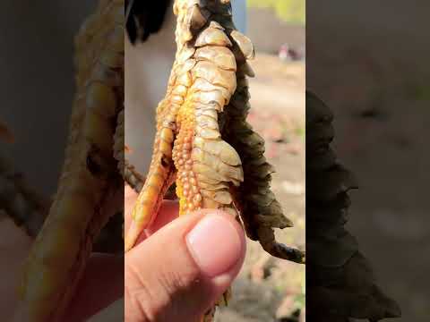 Crocodile shanks on hen’s legs #aseel #pets #hens