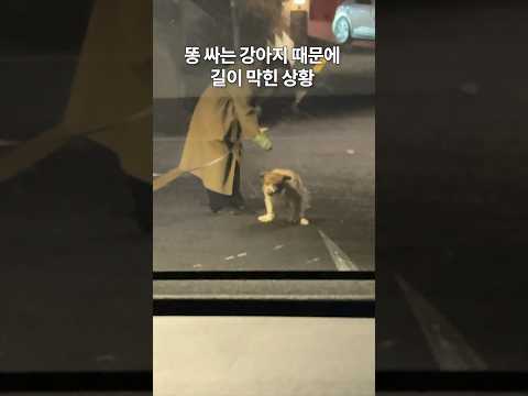 똥싸는 강아지 때문에 길이 막힌 상황