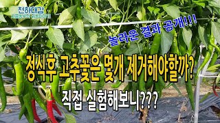 고추꽃 제거후 놀라운 실험결과!! 비교실험을 통해 생육 고추숫자 차이는?