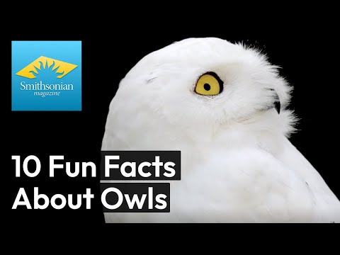 10 Fascinating Facts About Owls