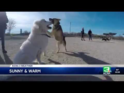 CARROLL GoPro WX Sutter's Landing Dog Park   Noon 3 27 2018