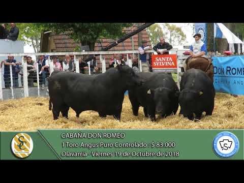 19-10-18 Venta de Toros Angus P.C. - Cabaña Don Romeo - Olavarría