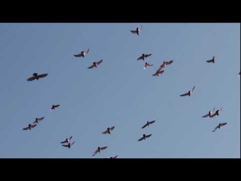 Opwekking 806 Soeverein