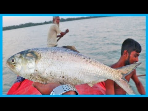 Amazing Fast Hilsa Fishing Skill (PART 34) - Catching Hilsa Fish Big on the Sea