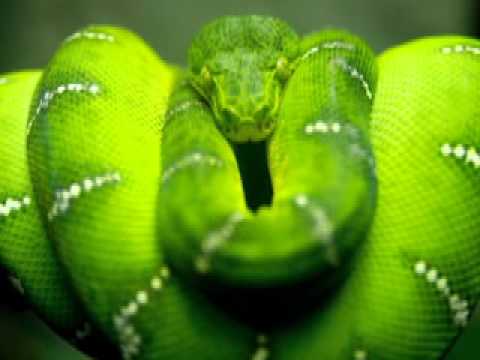 Vendetta Kingz x Napalm Kwam x G8ABAK - Nameless Stylez