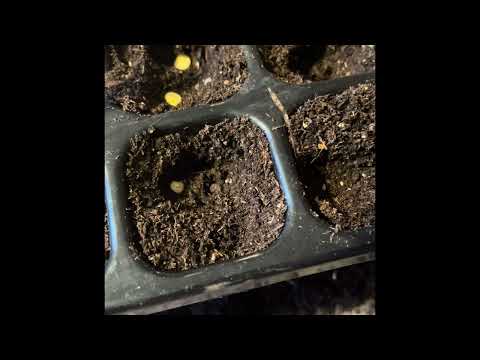 Sår paprika, chili og purre!!🌶️🌶️🫑🫑🪴🪴🫜🫜🤩🤩🧑‍🌾🧑‍🌾💚💚 #frajordtilbord#såing#planter