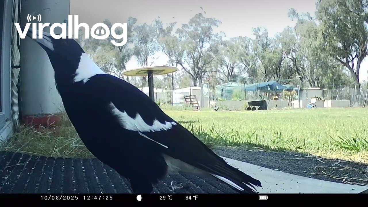 Magpie Perfectly Imitates Horse || ViralHog