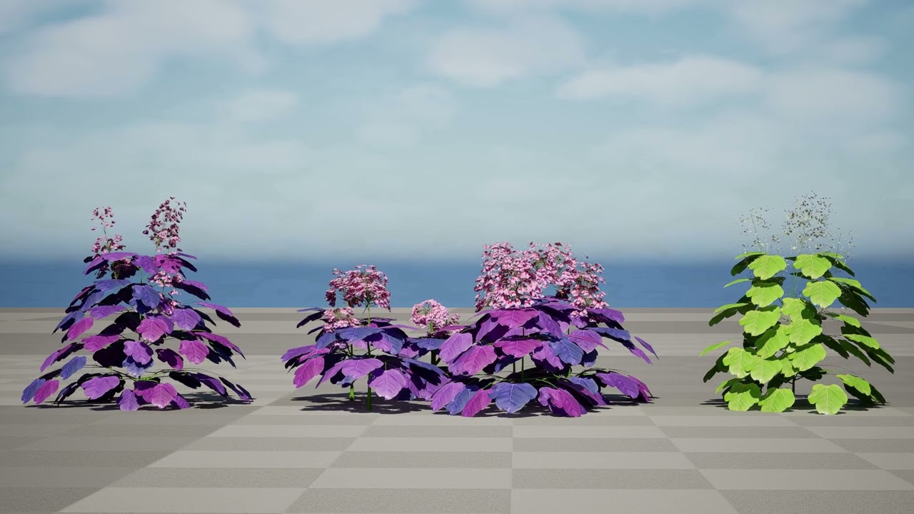 Heuchera micrantha Perennial Plant Collection 3D Model