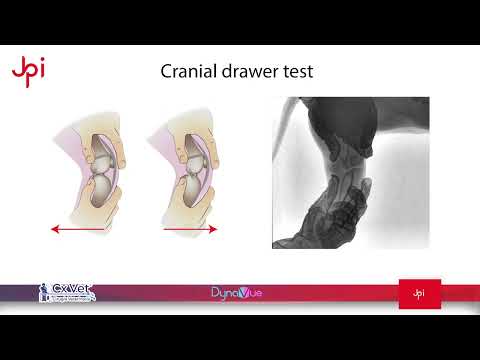 JPI DynaVue Fluoroscopy | Cruciate Ligament Rupture