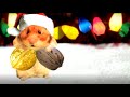 'Joy to the World'   'Joy to My Nuts' Hamster Music Video   The Talking Hamster 2