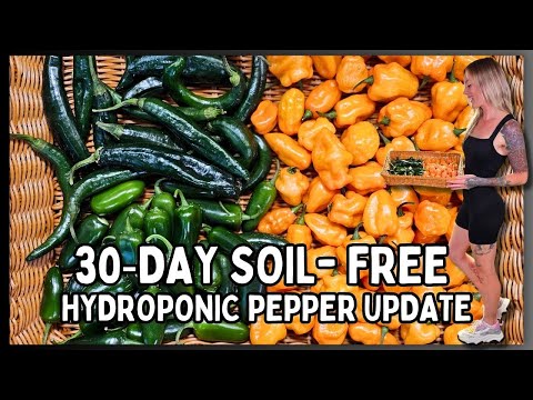30-Day Hydroponic Pepper Update | DWC System + Habanero Harvest & 165-Hour Time-Lapse