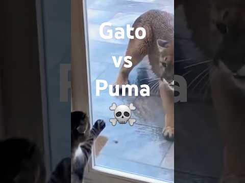 GATO vs PUMA - Cuando te metes con un minino valiente.