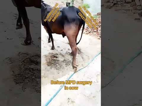 #mpd #سرن #sarni #before  MPD surgery #after MPD SURGERY #shernil#cow MPD