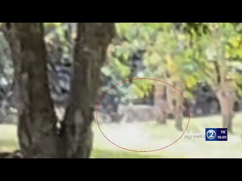 YouTube video about: Are there big cats in hawaii?
