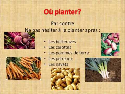 Permaculture Onion Cultivation: A Detailed Guide