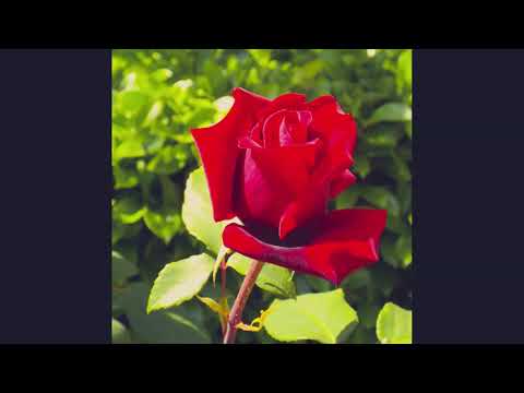 Missa da Flor - Católica