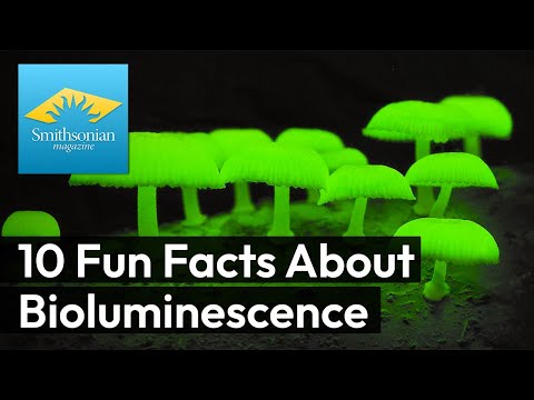 Bioluminescence Video Thumbnail